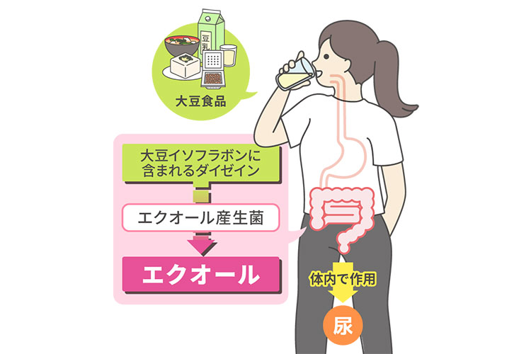 尿中エクオール検査